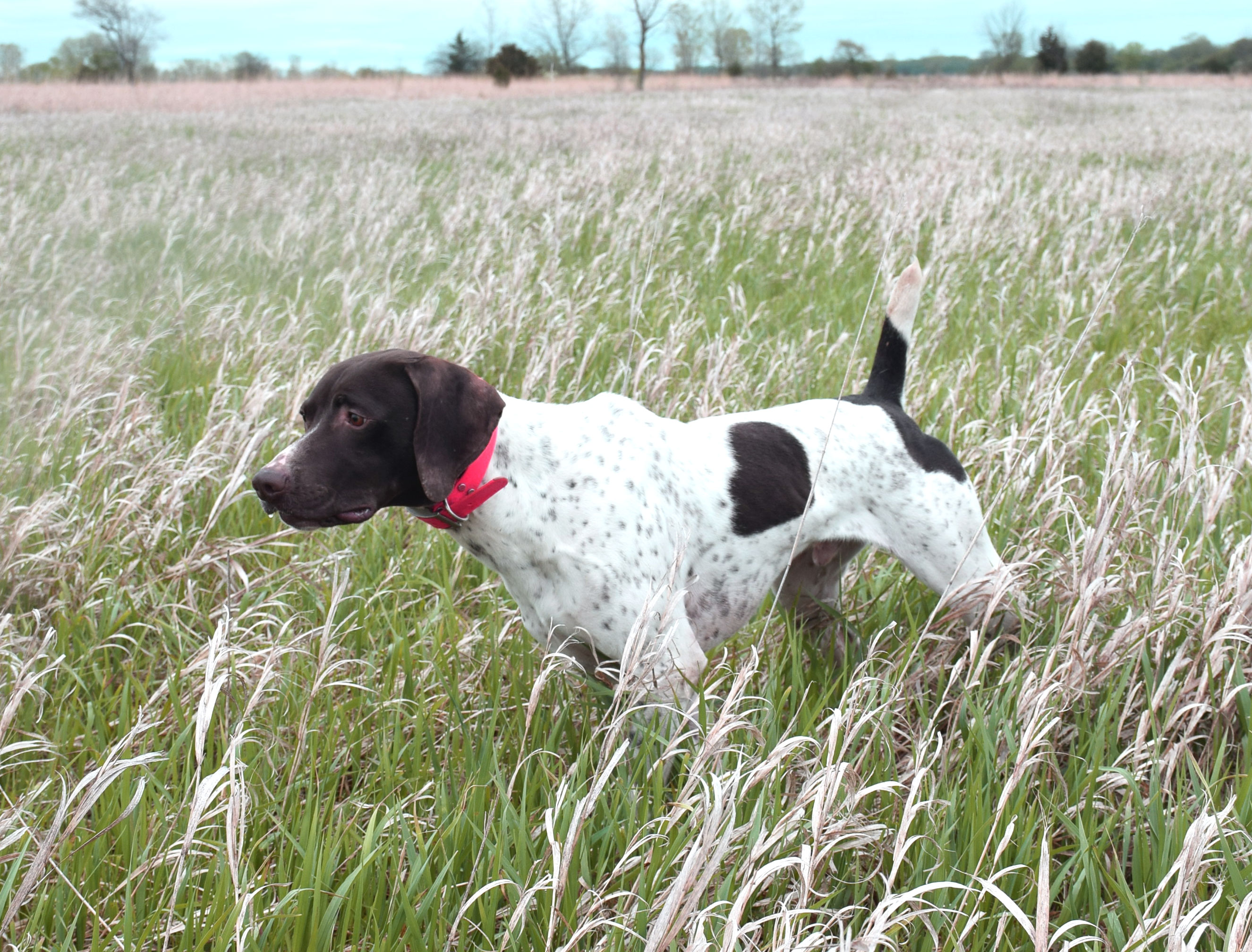 german shorthaired pointer trainers near me