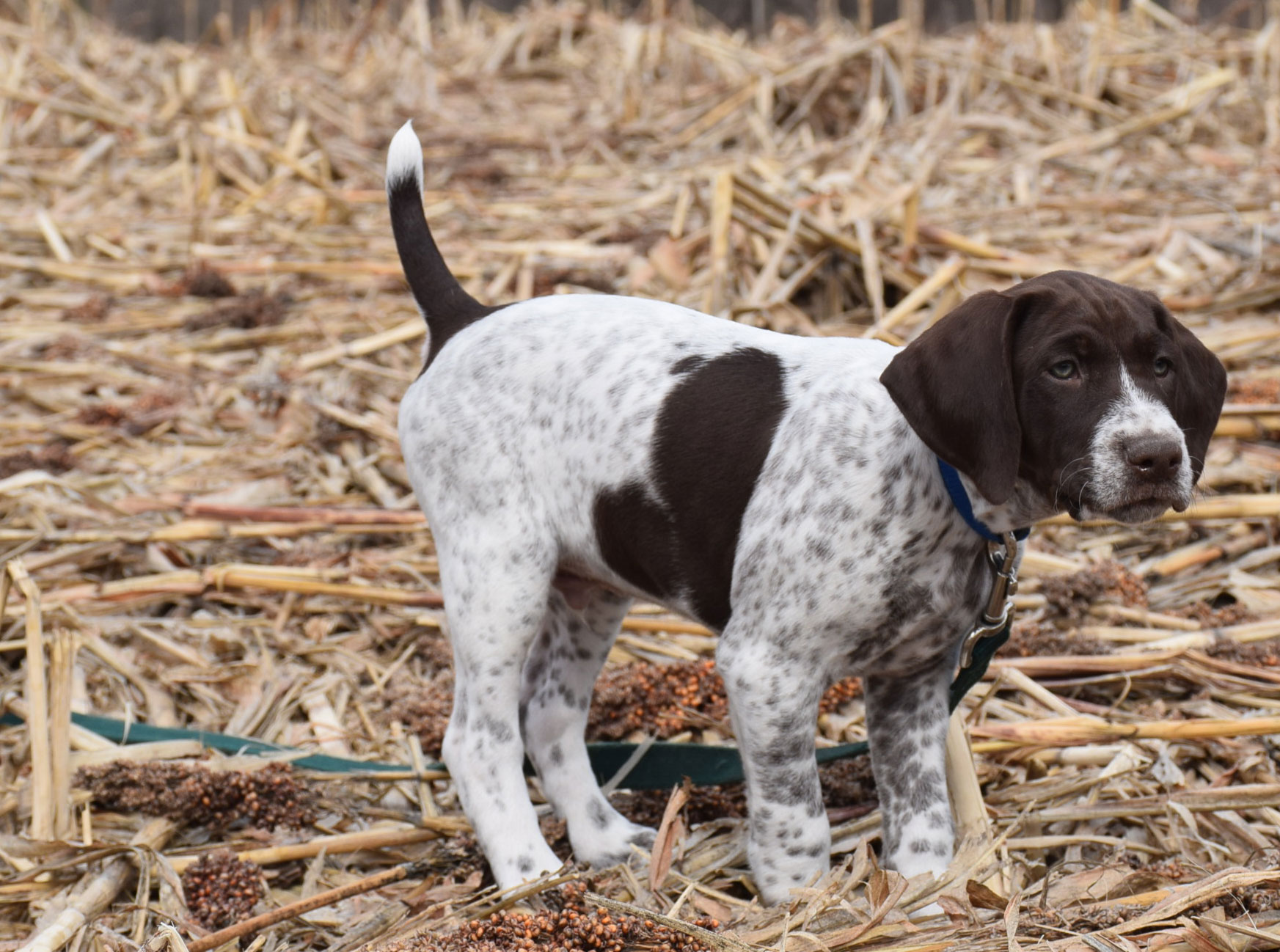 Puppies | Sundance Kennels - Pet Boarding, German Shorthair Pointers, Field  & Obedience Training